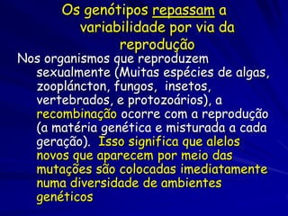 Deriva Genética
Amostra 10% de sapos de uma floresta
– 1000 sapos verdes
– 1000 sapos azuis
Probabilidade de obter ~100 sapos verdes e
~100 sapos azuis
Amostra 10% dos sapos de uma floresta
– 10 sapos verdes
– 10 sapos azuis
Menor probabilidade obter números iguais de
sapos verdes e azuis.
 