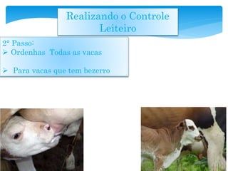 Realizando o Controle
Leiteiro
2° Passo:
 Ordenhas Todas as vacas
 Para vacas que tem bezerro
 
