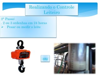 Realizando o Controle
Leiteiro
2° Passo:
. 2 ou 3 ordenhas em 24 horas
 Pesar ou medir o leite
ou
 