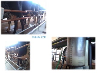 Ordenha UPIS
 