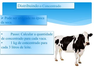  Pode ser utilizada na época
da seca.
Distribuindo o Concentrado
• Passo: Calcular a quantidade
de concentrado para cada vaca.
• 1 kg de concentrado para
cada 3 litros de leite.
 