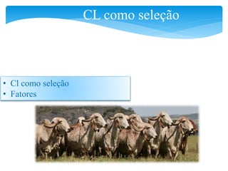 CL como seleção
• Cl como seleção
• Fatores
 