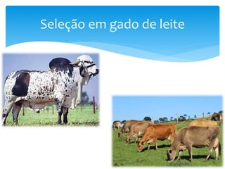 Seleção em gado de leite
 