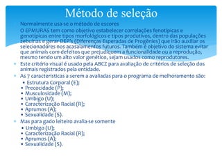  Normalmente usa-se o método de escores
 O EPMURAS tem como objetivo estabelecer correlações fenotípicas e
genotípicas entre tipos morfológicos e tipos produtivos, dentro das populações
zebuínas e gerar DEP’s (Diferenças Esperadas de Progênies) que irão auxiliar os
selecionadores nos acasalamentos futuros. Também é objetivo do sistema evitar
que animais com defeitos que prejudiquem a funcionalidade ou a reprodução,
mesmo tendo um alto valor genético, sejam usados como reprodutores.
 Este critério visual é usado pela ABCZ para avaliação de critérios de seleção dos
animais registrados pela entidade.
 As 7 características a serem a avaliadas para o programa de melhoramento são:
• Estrutura Corporal (E);
• Precocidade (P);
• Musculosidade (M);
• Umbigo (U);
• Caracterização Racial (R);
• Aprumos (A);
• Sexualidade (S).
 Mas para gado leiteiro avalia-se somente
• Umbigo (U);
• Caracterização Racial (R);
• Aprumos (A);
• Sexualidade (S).
Método de seleção
 