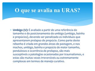  Umbigo (U): É avaliado a partir de uma referência do
tamanho e do posicionamento do umbigo (umbigo, bainha
e prepúcios), devendo ser penalizado os indivíduos que
apresentarem prolapso de prepúcio. Como parte deste
rebanho é criada em grandes áreas de pastagem, e nos
machos, umbigo, bainha e prepúcio de maior tamanho,
pendulosos e ocorrência de prolapso, são mais
susceptíveis a patologias ocasionadas por traumatismos, e
estas são muitas vezes irreversíveis ou extremamente
complexas em termos de manejo curativo.
O que se avalia na URAS?
 