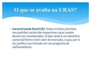  Caracterização Racial (R): Todos os itens previstos
nos padrões raciais das respectivas raças usadas
devem ser considerados. O tipo racial é um distintivo
comercial forte e tem valor de mercado, o que, por si
só, justifica sua inclusão em um programa de
melhoramento.
O que se avalia na URAS?
 