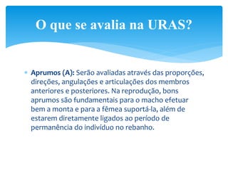  Aprumos (A): Serão avaliadas através das proporções,
direções, angulações e articulações dos membros
anteriores e posteriores. Na reprodução, bons
aprumos são fundamentais para o macho efetuar
bem a monta e para a fêmea suportá-la, além de
estarem diretamente ligados ao período de
permanência do indivíduo no rebanho.
O que se avalia na URAS?
 