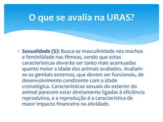  Sexualidade (S): Busca-se masculinidade nos machos
e feminilidade nas fêmeas, sendo que estas
características deverão ser tanto mais acentuadas
quanto maior a idade dos animais avaliados. Avaliam-
se os genitais externos, que devem ser funcionais, de
desenvolvimento condizente com a idade
cronológica. Características sexuais do exterior do
animal parecem estar diretamente ligadas à eficiência
reprodutiva, e a reprodução é a característica de
maior impacto financeiro na atividade.
O que se avalia na URAS?
 