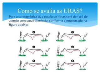  Para a característica U, a escala de notas será de 1 a 6 de
acordo com uma referência, conforme demonstrado na
figura abaixo:
Como se avalia as URAS?
 