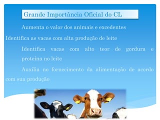 Grande Importância Oficial do CL
Aumenta o valor dos animais e excedentes
Identifica as vacas com alta produção de leite
Identifica vacas com alto teor de gordura e
proteína no leite
Auxilia no fornecimento da alimentação de acordo
com sua produção
 