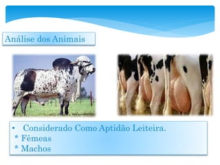 Análise dos Animais
• Considerado Como Aptidão Leiteira.
* Fêmeas
* Machos
 