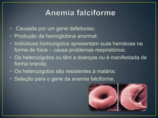 • Causada por um gene defeituoso;
• Produção da hemoglobina anormal;
• Individuos homozigotos apresentam suas hemácias na
forma de foice – causa problemas respiratórios;
• Os heterozigotos ou têm a doenças ou é manifestada de
forma branda;
• Os heterozigotos são resistentes à malária;
• Seleção para o gene da anemia falciforme.

 