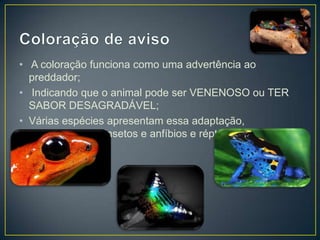 • A coloração funciona como uma advertência ao
preddador;
• Indicando que o animal pode ser VENENOSO ou TER
SABOR DESAGRADÁVEL;
• Várias espécies apresentam essa adaptação,
principalmente, insetos e anfíbios e répteis.

 
