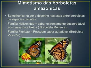 • Semelhança na cor e desenho nas asas entre borboletas
de espécies distintas:
- Família Heliconidae = sabor extremamente desagradável
aos pássaros e tóxica ( Borboleta Monarca);
- Família Pieridae = Possuem sabor agradável (Borboleta
Vice-Rei).

 