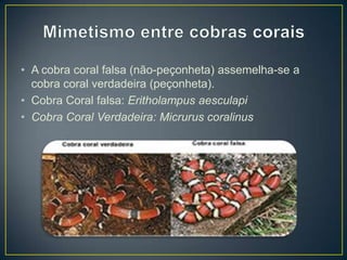 • A cobra coral falsa (não-peçonheta) assemelha-se a
cobra coral verdadeira (peçonheta).
• Cobra Coral falsa: Eritholampus aesculapi
• Cobra Coral Verdadeira: Micrurus coralinus

 