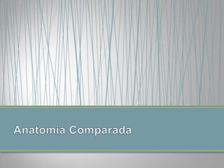 Seleção natural e adaptação