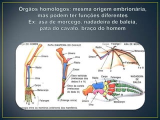 Seleção natural e adaptação