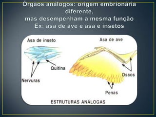 Seleção natural e adaptação