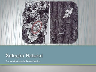 As mariposas de Manchester

 