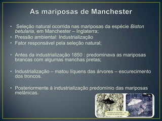 • Seleção natural ocorrida nas mariposas da espécie Biston
betularia, em Manchester – Inglaterra;
• Pressão ambiental: Industrialização
• Fator responsável pela seleção natural;
• Antes da industrialização 1850 : predominava as mariposas
brancas com algumas manchas pretas;
• Industrialização – matou líquens das árvores – escurecimento
dos troncos.
• Posteriormente à industrialização predomínio das mariposas
melânicas.

 