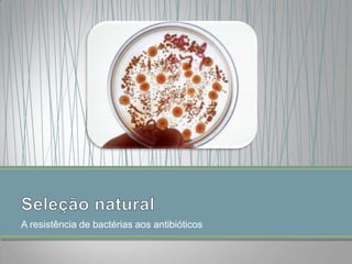 A resistência de bactérias aos antibióticos

 