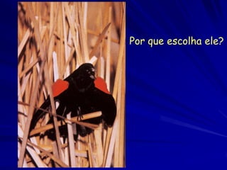 Por que escolha ele?
 