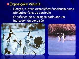 Exposições Visuais
– Danças, outras exposições funcionam como
  atributos fora de controle
– O esforço de exposição pode ser um
  indicador de condição
 