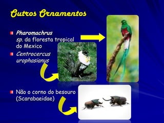 Outros Ornamentos
 Pharomachrus
 sp. da floresta tropical
 do Mexico
 Centrocercus
 urophasianus




 Não o corno do besouro
 (Scarabaeidae)
 