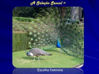 A Seleção Sexual =




   Escolha feminina
 