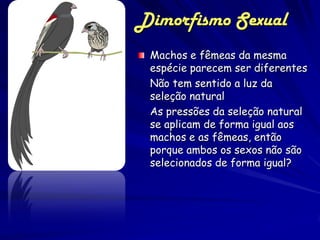 Dimorfismo Sexual
 Machos e fêmeas da mesma
 espécie parecem ser diferentes
 Não tem sentido a luz da
 seleção natural
 As pressões da seleção natural
 se aplicam de forma igual aos
 machos e as fêmeas, então
 porque ambos os sexos não são
 selecionados de forma igual?
 