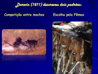 Darwin (1871) descreveu dois padrões:

Competição entre machos    Escolha pela Fêmea
 