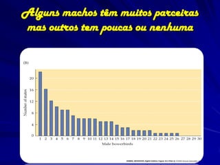 Alguns machos têm muitos parceiras
mas outros tem poucas ou nenhuma
 