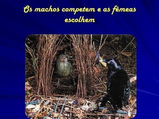 Os machos competem e as fêmeas
           escolhem
 