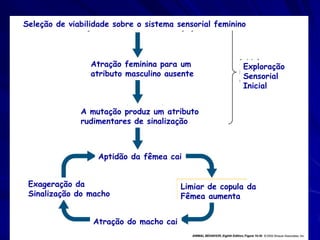 Seleção de viabilidade sobre o sistema sensorial feminino




                 Atração feminina para um               Exploração
                 atributo masculino ausente             Sensorial
                                                        Inicial


              A mutação produz um atributo
              rudimentares de sinalização



                   Aptidão da fêmea cai


 Exageração da                          Limiar de copula da
 Sinalização do macho                   Fêmea aumenta


                 Atração do macho cai
 