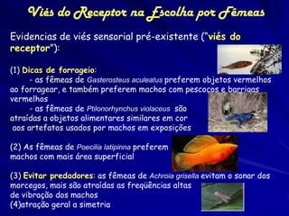 Viés do Receptor na Escolha por Fêmeas
Evidencias de viés sensorial pré-existente (“viés do
receptor”):

(1) Dicas de forrageio:
      - as fêmeas de Gasterosteus aculeatus preferem objetos vermelhos
ao forragear, e também preferem machos com pescoços e barrigas
vermelhos
      - as fêmeas de Ptilonorhynchus violaceus são
atraídas a objetos alimentares similares em cor
 aos artefatos usados por machos em exposições

(2) As fêmeas de Poecilia latipinna preferem
machos com mais área superficial

(3) Evitar predadores: as fêmeas de Achroia grisella evitam o sonar dos
morcegos, mais são atraídas as freqüências altas
de vibração dos machos
(4)atração geral a simetria
 