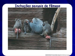 Inchações sexuais de fêmeas
 