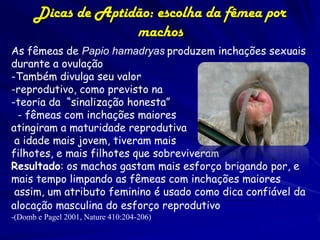 Dicas de Aptidão: escolha da fêmea por
                    machos
As fêmeas de Papio hamadryas produzem inchações sexuais
durante a ovulação
-Também divulga seu valor
-reprodutivo, como previsto na
-teoria da “sinalização honesta”
  - fêmeas com inchações maiores
atingiram a maturidade reprodutiva
 a idade mais jovem, tiveram mais
filhotes, e mais filhotes que sobreviveram
Resultado: os machos gastam mais esforço brigando por, e
mais tempo limpando as fêmeas com inchações maiores
 assim, um atributo feminino é usado como dica confiável da
alocação masculina do esforço reprodutivo
-(Domb e Pagel 2001, Nature 410:204-206)
 
