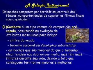 A Seleção Intra-sexual
Os machos competem por territórios, controle das
  fêmeas, ou oportunidades de copular; as fêmeas ficam
  com o ganhador

(1)Combate é um tipo comum da competição pré-
  copula, resultando na evolução de
   atributos masculinos para brigar
   - chifre do veado
   - tamanho corporal em Conolophus subcristatus
  - os machos que são maiores do que o tamanho
  ideal tendem não sobreviver muito, mas têm mais
  filhotes durante sua vida, devido a fato que
  conseguem territórios maiores e melhores
 