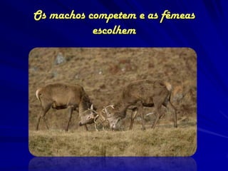 Os machos competem e as fêmeas
           escolhem
 