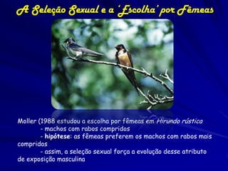 A Seleção Sexual e a ‘Escolha’ por Fêmeas




Moller (1988 estudou a escolha por fêmeas em Hirundo rústica
        - machos com rabos compridos
        - hipótese: as fêmeas preferem os machos com rabos mais
compridos
        - assim, a seleção sexual força a evolução desse atributo
de exposição masculina
 