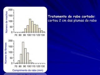 Número de machos



                                                   Tratamento do rabo cortado:
                                                   cortou 2 cm das plumas do rabo
Número de fêmeas




                        Comprimento do rabo (mm)
 