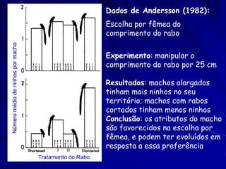 Dados de Andersson (1982):
                                                        Escolha por fêmea do
                                                        comprimento do rabo
Número médio de ninhos por macho




                                                        Experimento: manipular o
                                                        comprimento do rabo por 25 cm

                                                        Resultados: machos alargados
                                                        tinham mais ninhos no seu
                                                        território; machos com rabos
                                                        cortados tinham menos ninhos
                                                        Conclusão: os atributos do macho
                                                        são favorecidos na escolha por
                                                        fêmea, e podem ter evoluídos em
                                                        resposta a essa preferência
                                   Tratamento do Rabo
 