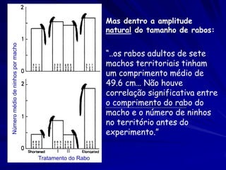 Mas dentro a amplitude
                                                        natural do tamanho de rabos:
Número médio de ninhos por macho




                                                        “..os rabos adultos de sete
                                                        machos territoriais tinham
                                                        um comprimento médio de
                                                        49.6 cm… Não houve
                                                        correlação significativa entre
                                                        o comprimento do rabo do
                                                        macho e o número de ninhos
                                                        no território antes do
                                                        experimento.”


                                   Tratamento do Rabo
 