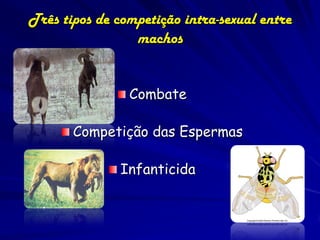 Três tipos de competição intra-sexual entre
                 machos


                Combate

       Competição das Espermas

               Infanticida
 