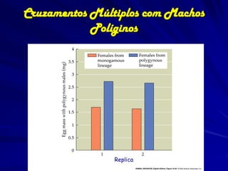 Cruzamentos Múltiplos com Machos
            Políginos




                Replica
 