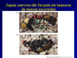 Copula coerciva não forçada em besouros
         de moscas escorpiões
 