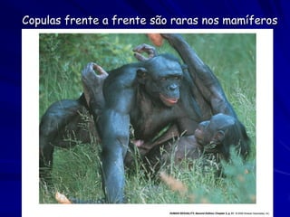 Copulas frente a frente são raras nos mamíferos
 