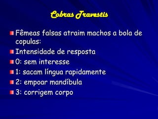 Cobras Travestis

Fêmeas falsas atraim machos a bola de
copulas:
Intensidade de resposta
0: sem interesse
1: sacam língua rapidamente
2: empoar mandíbula
3: corrigem corpo
 
