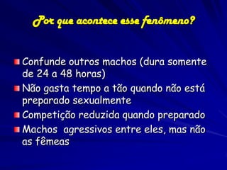 Por que acontece esse fenômeno?


Confunde outros machos (dura somente
de 24 a 48 horas)
Não gasta tempo a tão quando não está
preparado sexualmente
Competição reduzida quando preparado
Machos agressivos entre eles, mas não
as fêmeas
 