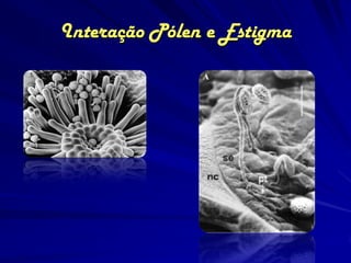 Interação Pólen e Estigma
 